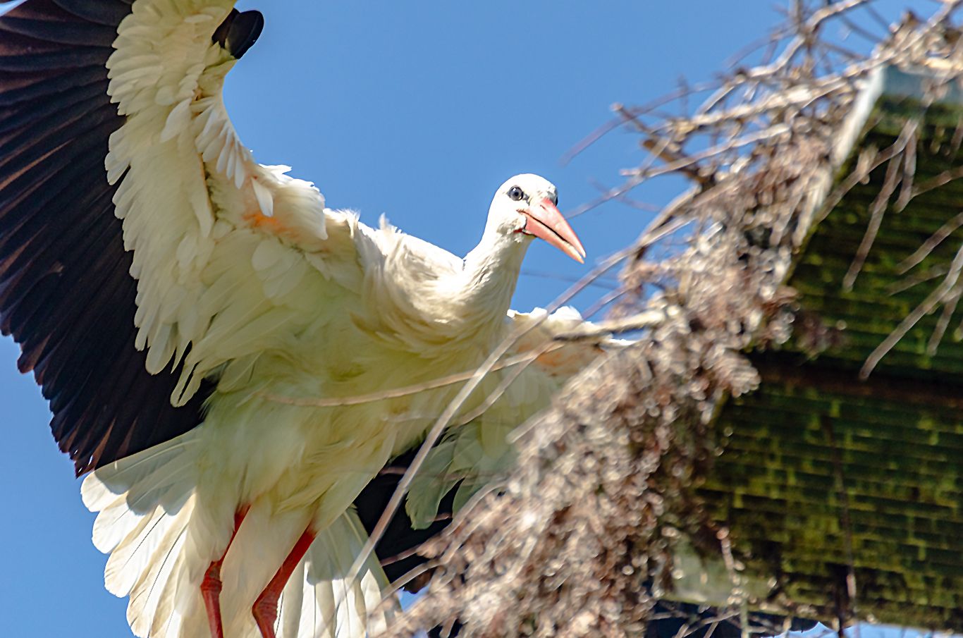 Störche Lauterach (1)
